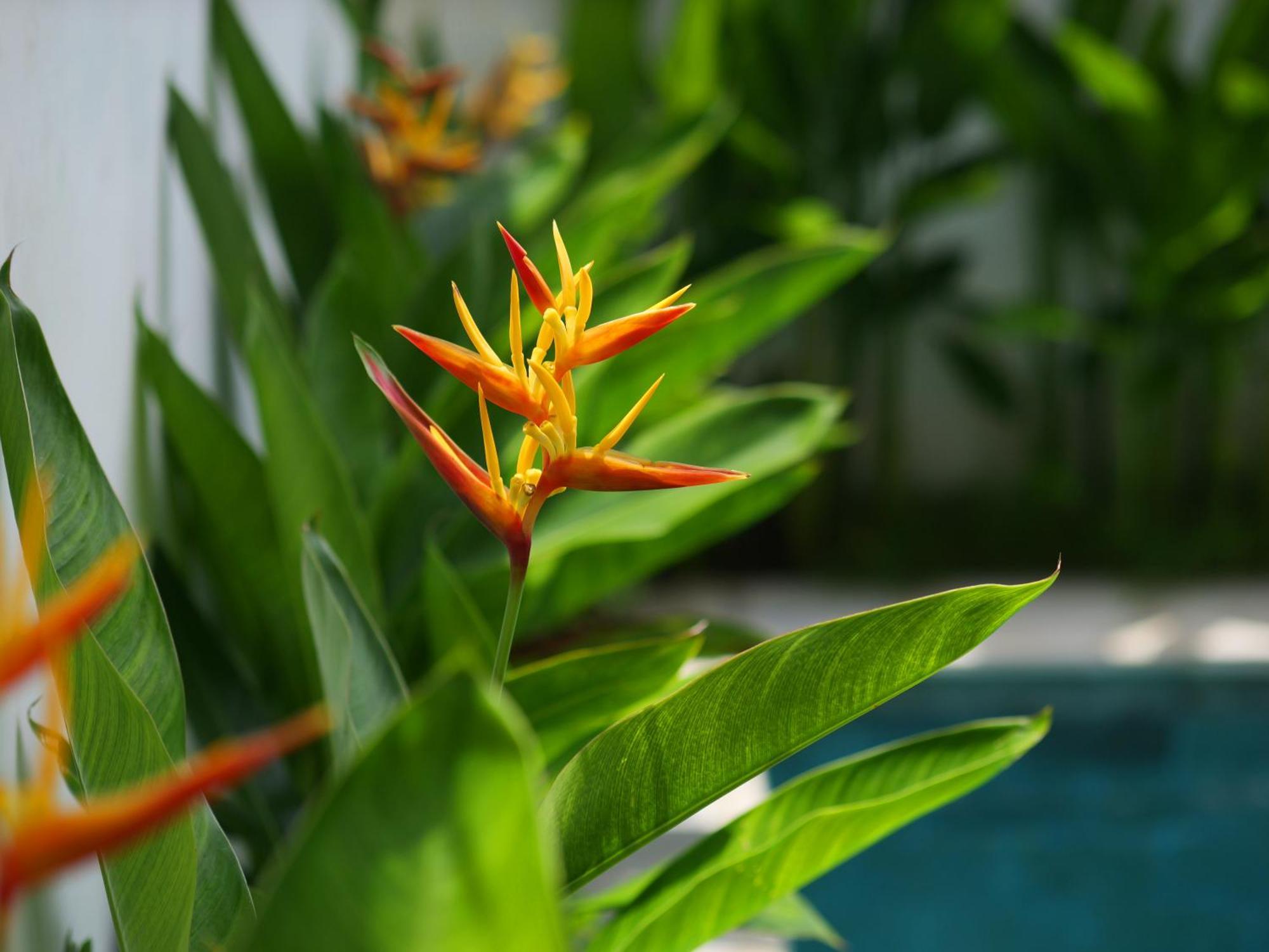 Ken Ken Guest House Seminyak Kültér fotó